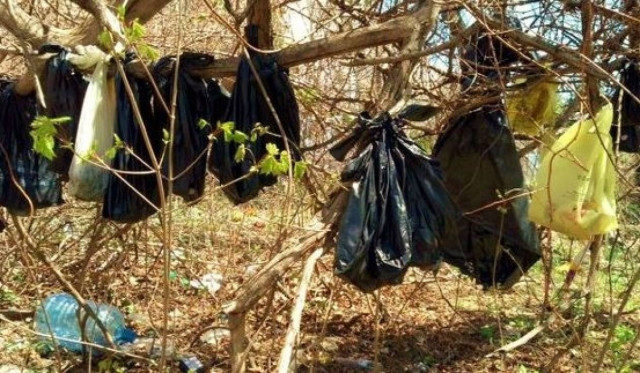 Βρήκαν 25 γάτες σκοτωμένες και κρεμασμένες σε δέντρο