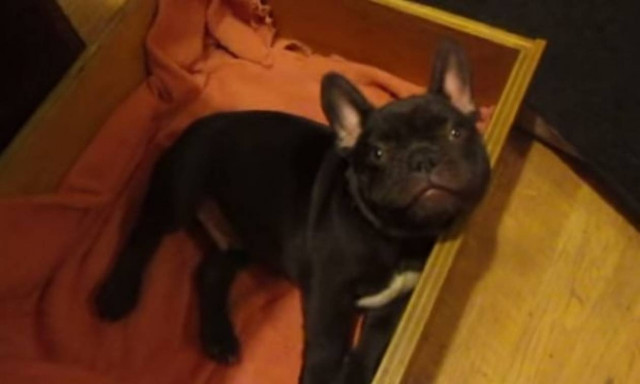 Το πιο υπάκουο κουταβάκι! (βίντεο)