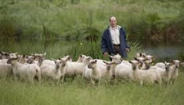 Ξάνθη: Εντείνεται η ανησυχία των κτηνοτρόφων για τη βρουκέλλωση