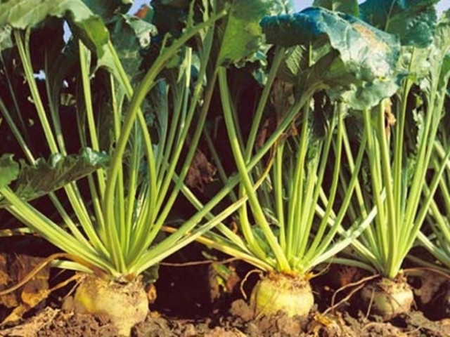 Πλατύ Ημαθίας: Συνάντηση σωματείων τευτλοπαραγωγών στις 11/5