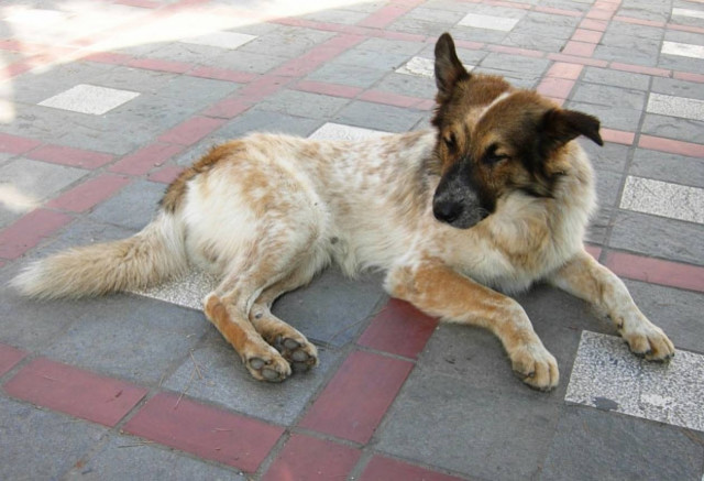 Φιλιατρά: Έκανε σεξ με σκύλο στην πλατεία – Τους τσάκωσε αλλοδαπός