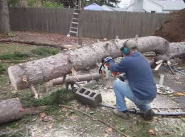Μην κόψεις ΠΟΤΕ δέντρο με αυτό τον τρόπο  (Video)