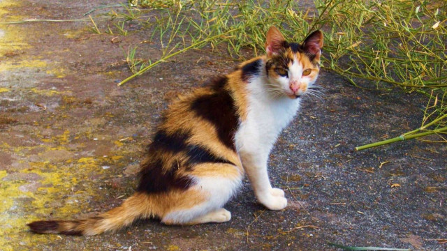 Σοκάρει η εικόνα: Κρέμασε την γάτα και την άφησε να πεθάνει (photo)