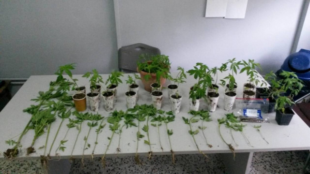 Hμαθία: Είχε γεμίσει το χωράφι του με δενδρύλλια... κάνναβης