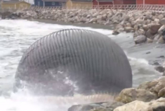 Κίνδυνος έκρηξης λόγω… νεκρής φάλαινας