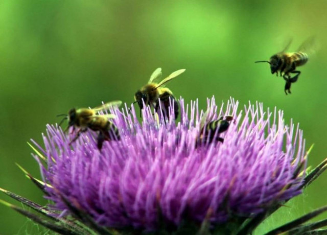 Πρωτομαγιά 2014: Εικόνες που σηματοδοτούν την άνοιξη