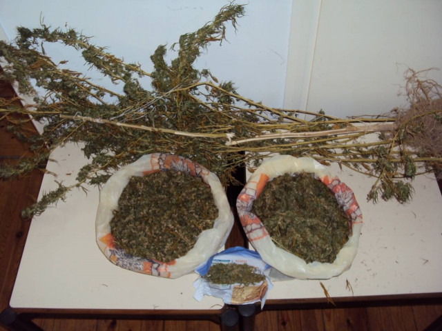 Κρήτη: Από το χωράφι...στα σακουλάκια το χασίς