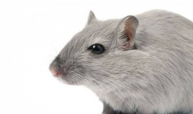 Αρουραίοι έκλεισαν το μετρό για δύο ημέρες