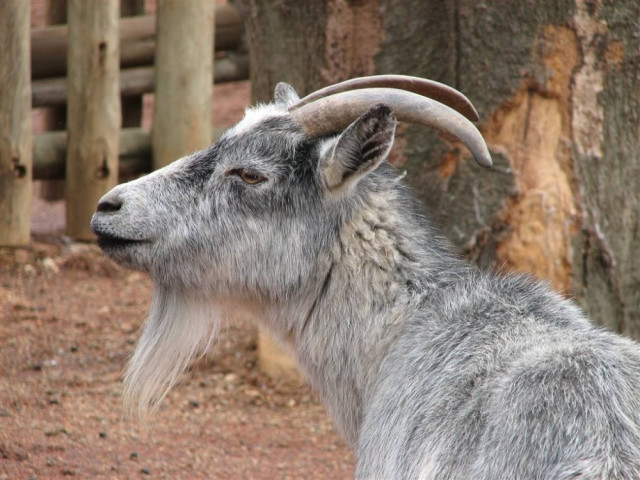 Καστοριά: Δεν θα πιστεύετε που σκαρφάλωσε η κατσίκα – Τα είδε… όλα