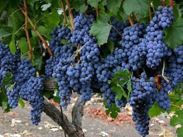 Δράμα: Τετραήμερο σεμινάριο για αμπελουργούς του ΕΛ.Γ.Ο. «ΔΗΜΗΤΡΑ»