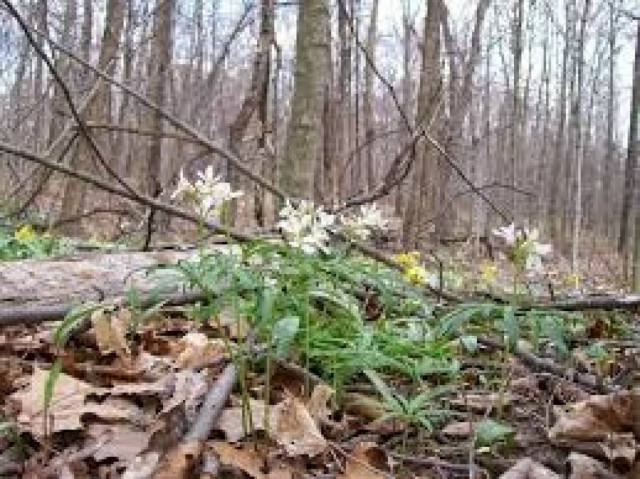Όταν η φύση εκδικείται το ανθρώπινο χέρι! (βίντεο)