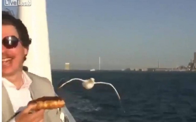 Θα δακρύσετε από τα γέλια: Πεινασμένα ζώα vs ανθρώπων! (vid)