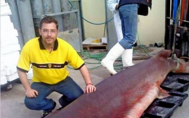 Chalkida: This is not a fish… is a beast!