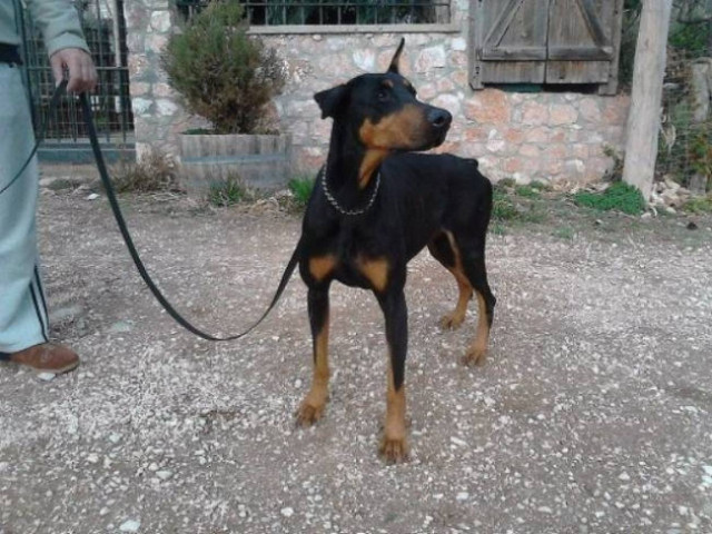 Astakos: Doberman bit a 9 years old girl