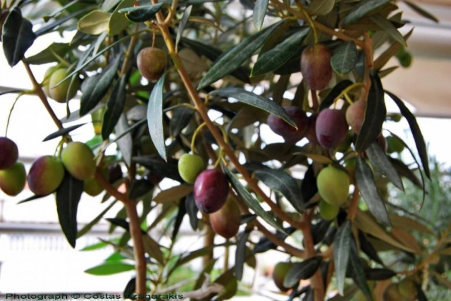 Εκδήλωση για την ελιά του Πεισίστρατου