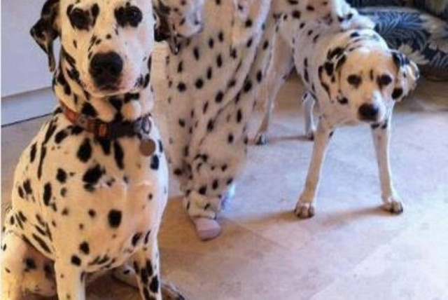 Δείτε το πρώτο μωρό - σκύλος Δαλματίας! (pic)