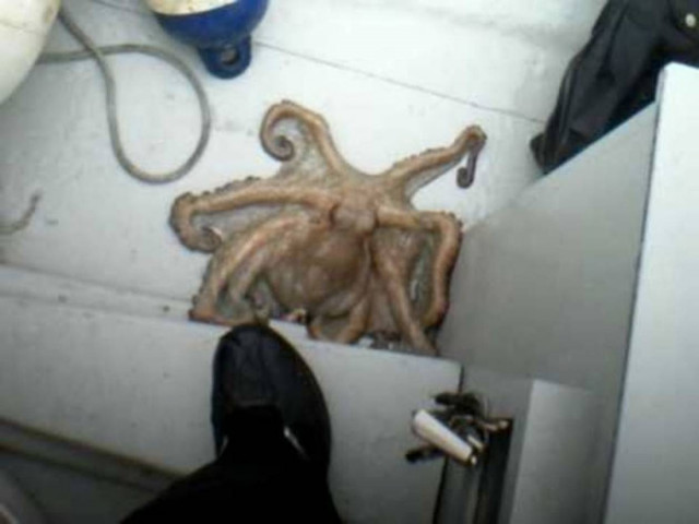 Χταπόδι αλλάζει χρώμα για να γίνει ένα με τον πάτο μιας βάρκας (Video)