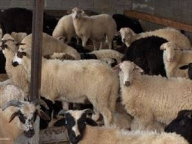 Κρήτη: Συλλήψεις για ζωοκλοπή