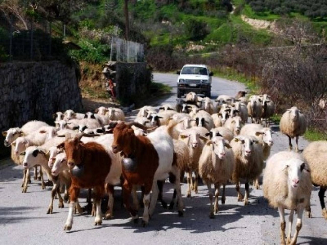 Φθιώτιδα: Ο ψεύτης βοσκός και η κλοπή των 161 αιγοπροβάτων