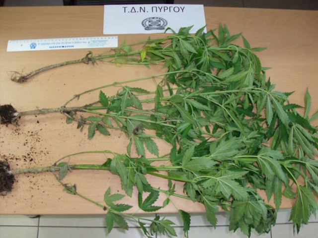 Ηλεία: Σύλληψη για καλλιέργεια κάνναβης