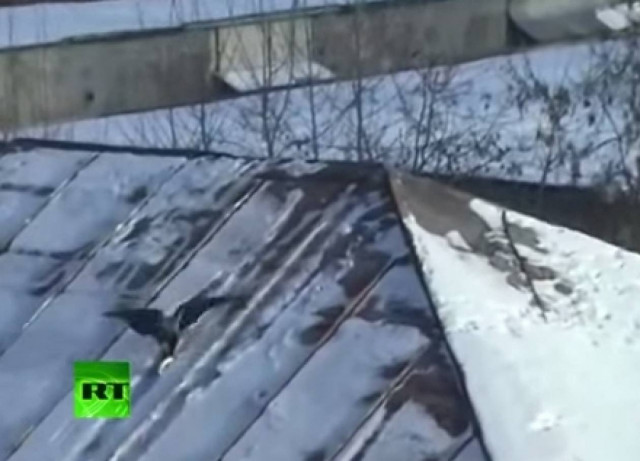 Το κοράκι που λατρεύει το snowboard