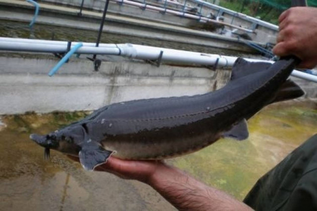 Δράμα: Χαβιάρι ξεκινάει ταξίδι για τις κουζίνες του κόσμου