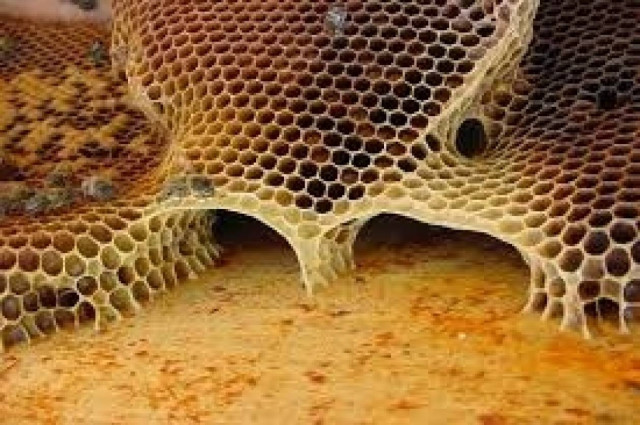 Επιχορήγηση ύψους 1,18 εκατ. € στη μελισσοκομία