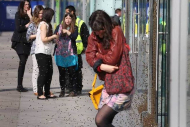 Λονδίνο: Επίθεση 5.000 μελισσών σε κεντρικό δρόμο! (videos+photos)