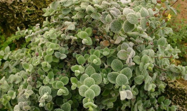 Δίκταμος: Το θεϊκό βοτάνι της Κρήτης