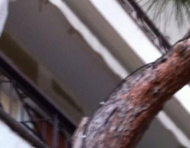 ΑΠΙΣΤΕΥΤΟ: Αντί να κόψουν δέντρο έκοψαν το… (pics)