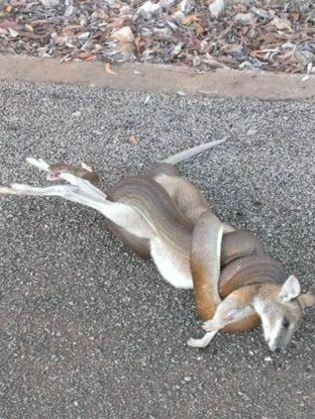 Το πάρτι διακόπηκε όταν ένας πύθωνας έφαγε ένα....