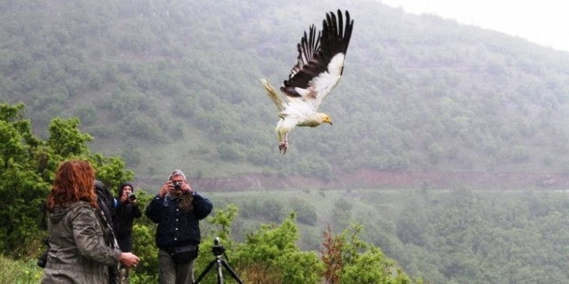 Ελεύθερα ξαναπέταξε το σπάνιο είδος γύπα που είχε βρεθεί στη Μακεδονία