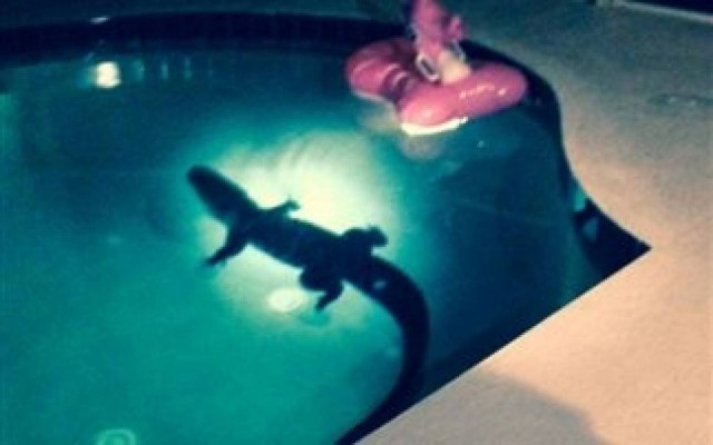 Βίντεο: Έπαθαν την πλάκα της ζωής τους όταν βρήκαν στην πισίνα...