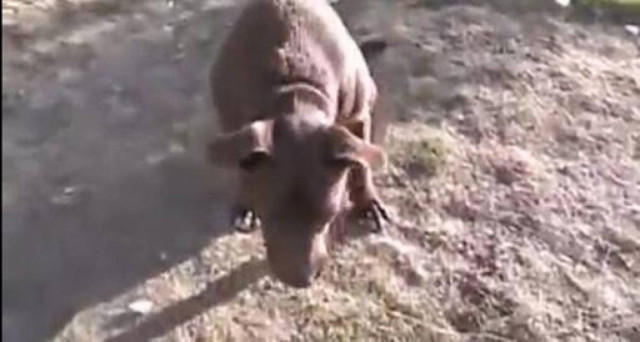 Κακοποιημένο σκυλί πήγε στον κήπο τους για να ξεψυχήσει. Δείτε τι ακολούθησε