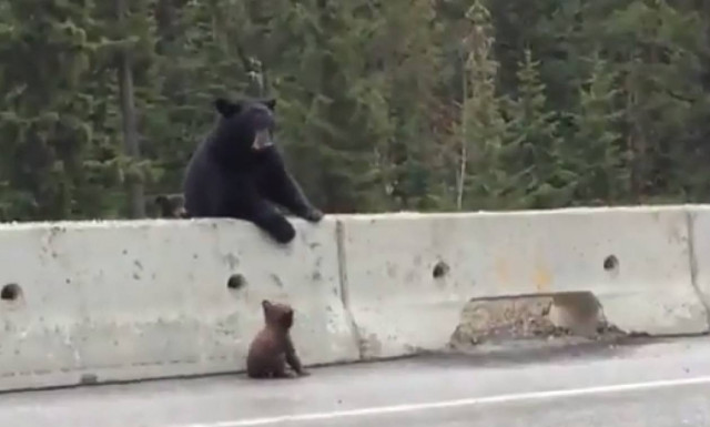 Αρκούδα σώζει το περίεργο μικρό της on camera (vid)