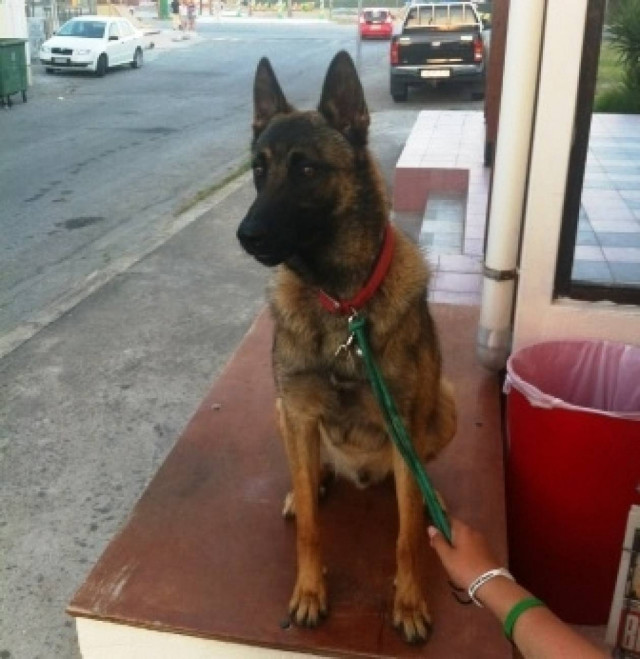 Κατερίνη: Χειροπέδες για απόπειρα κλοπής… σκύλου!