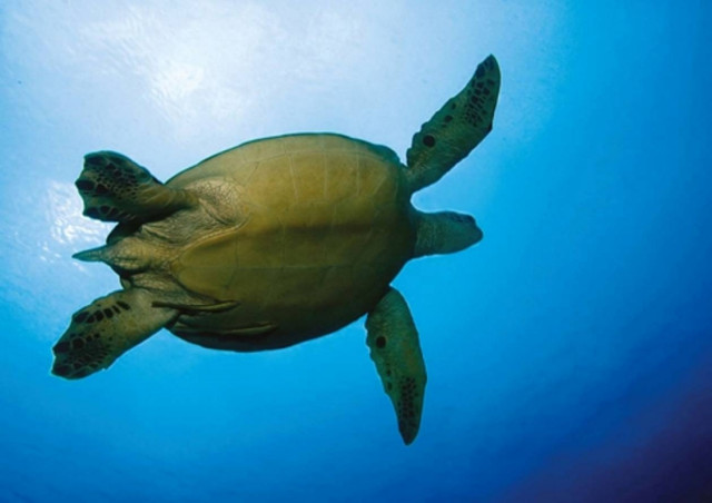 Ζάκυνθος: Στα Σεκάνια η πρώτη φωλιά της Καρέτα– Καρέτα για φέτος