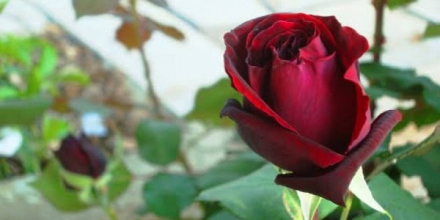 Ροδόπη: Νέος συνεταιρισμός καλλιεργητών ρόδων