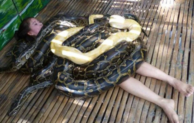 Θα κάνατε μασάζ με τέσσερις πύθωνες επάνω σας; (pics)