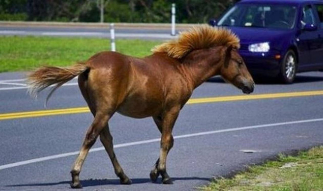 Τροχαίο με άλογο στην εθνική οδό έξω από την Λαμία