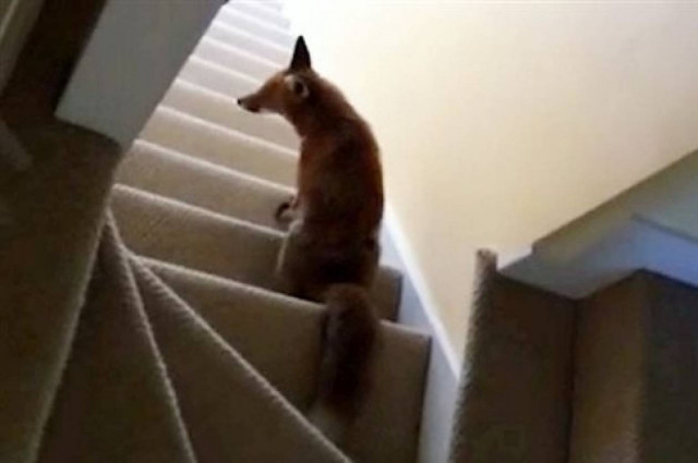 Ξύπνησαν το πρωί και δεν πίστευαν αυτό που βρήκαν στο σπίτι τους...