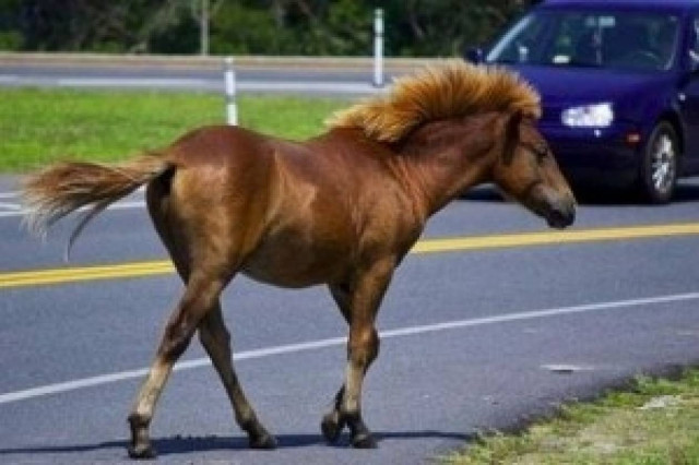 Τροχαίο με... άλογο στην εθνική οδό έξω από τη Λαμία