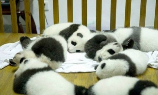 Νταντάδες σε αρκουδάκια πάντα με αμοιβή…32.000 δολαρίων! (βίντεο)