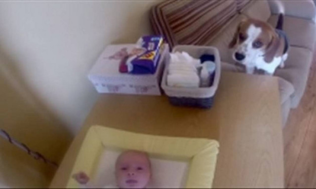 Αυτός ο σκύλος…αλλάζει πάνα στο μωρό! (βίντεο)
