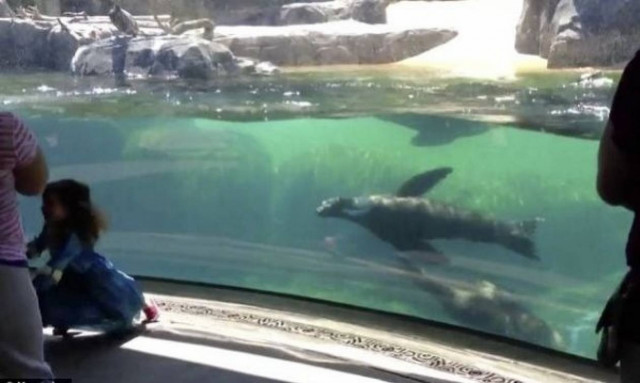 Δε θα πιστεύετε πώς αντιδρά ένα θαλάσσιο λιοντάρι όταν βλέπει ένα κοριτσάκι να πέφτει!