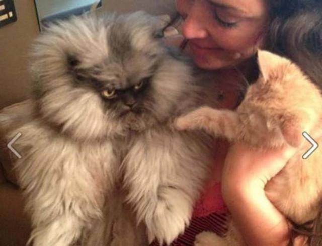 Colonel Meow: Ο πιο θυμωμένος γάτος στο Internet (pics)