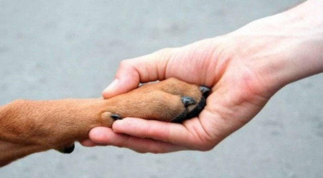 Σύσκεψη στο Προεδρικό Κύπρου για την προστασία των ζώων