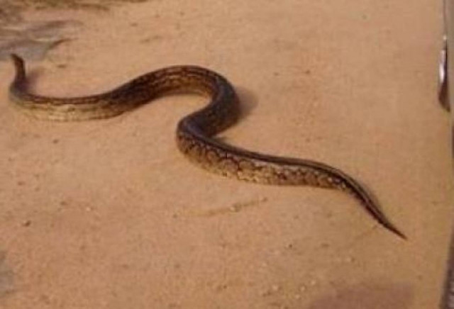 Γέμισε η Δυτική Αχαΐα... φίδια!