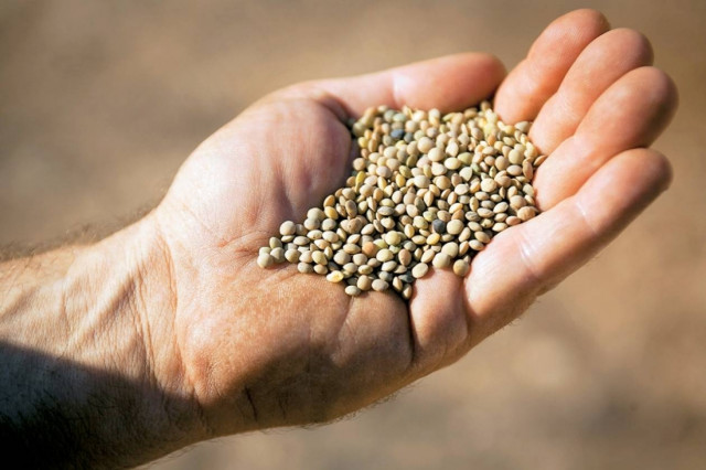 Στα φακοχώραφα της Εγκλουβής