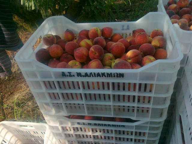 Ημαθία: Παραγωγοί ροδάκινων ανησυχούν για τις εξελίξεις στην Ουκρανία